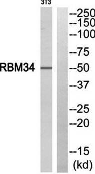 RBM34 Antibody