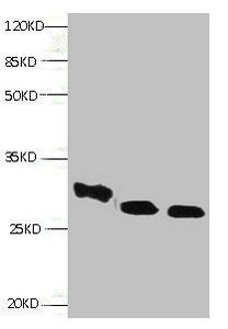 RBP4 Antibody