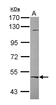 RBPJK antibody [C1C3]