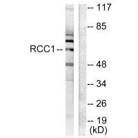 RCC1 Antibody