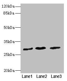 RCHY1 Antibody
