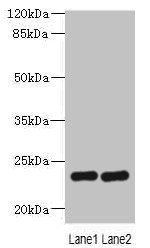 RD3 Antibody