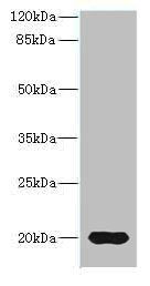 Reg3g Antibody