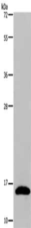 REG3G Antibody