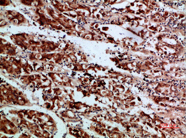 REL Antibody