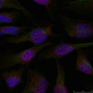RELA Antibody