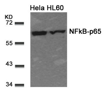 RELA Antibody