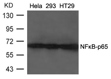 RELA Antibody