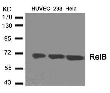 RELB Antibody