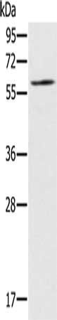RELB Antibody