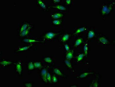 RELB Antibody