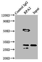 RPA2 Antibody