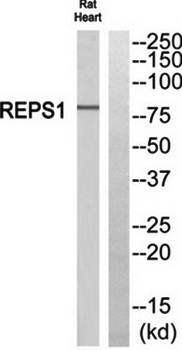 REPS1 Antibody