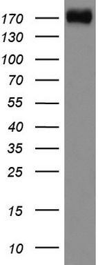 RGMA Antibody