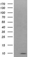 RFC2 Antibody