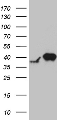 RFC3 Antibody