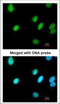 replication factor C subunit 4 Antibody