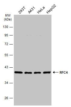 replication factor C subunit 4 Antibody