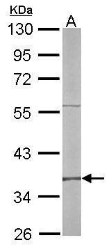 replication factor C subunit 4 Antibody