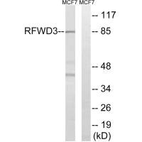 RFWD3 Antibody