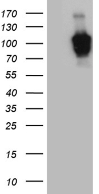 RGL2 Antibody