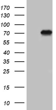 RGL2 Antibody