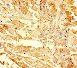 RGMA Antibody