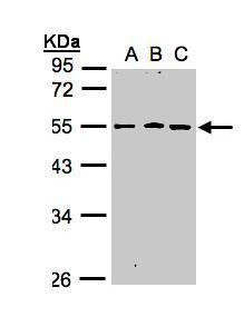 RGMB Rabbit Polyclonal Antibody