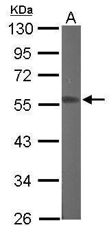 RGMB Rabbit Polyclonal Antibody