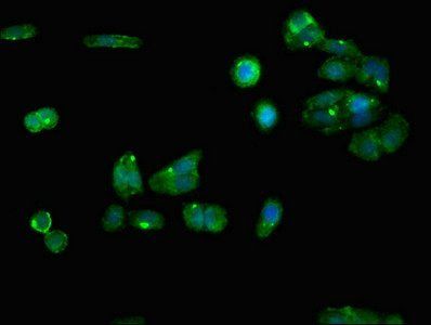 RGN Antibody