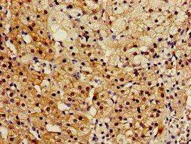 RGN Antibody