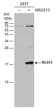 RGS13 Rabbit Polyclonal Antibody