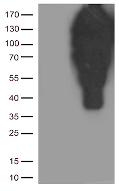 RGS17 Antibody