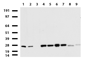 RGS17 Antibody