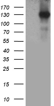 RGS17 Antibody
