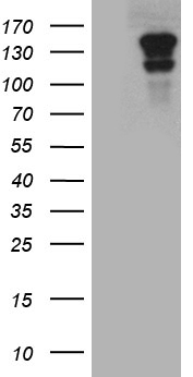 RGS17 Antibody