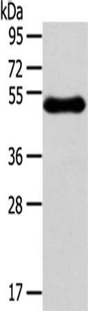 RHCE Antibody