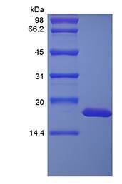 Rhesus Macaque IL-1 alpha protein