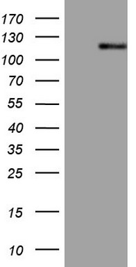 RHOC Antibody
