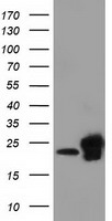RIC8A Antibody