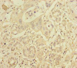 RIC8A Antibody