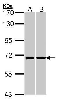 RIC8A Rabbit Polyclonal Antibody