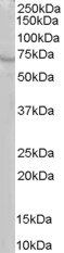 RIC8A/Synembryn Antibody