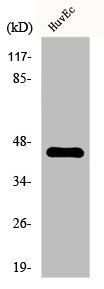 RIMKLA Antibody