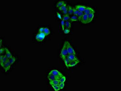 RIMS2 Antibody