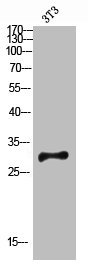 RIMS4 Antibody