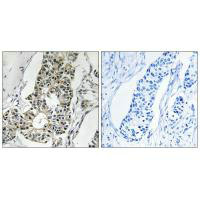 RIMS4 Antibody