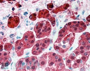 PEBP1/RKIP (Internal) Antibody
