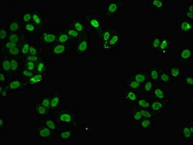 FUS Antibody