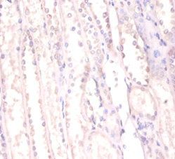 FUS Antibody